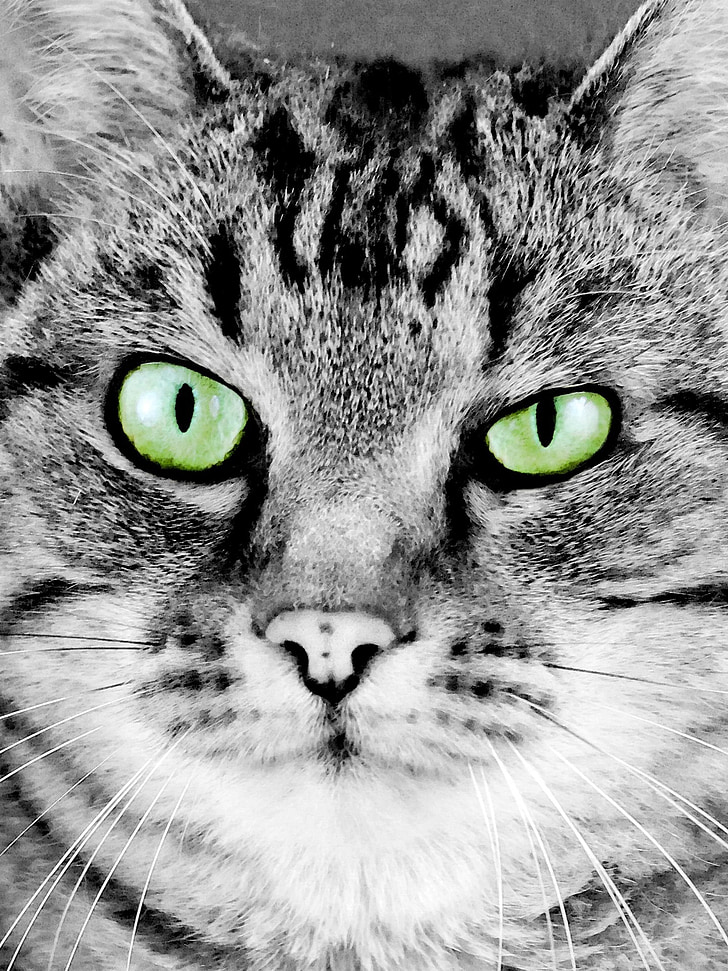 kat, kat ' ansigt, Portræt, kunstneriske, maleri, Feline, grønne øjne
