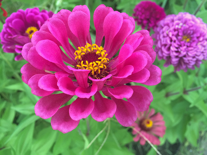 flowers, dahlia, red, madder red, pink, red purple, yellow