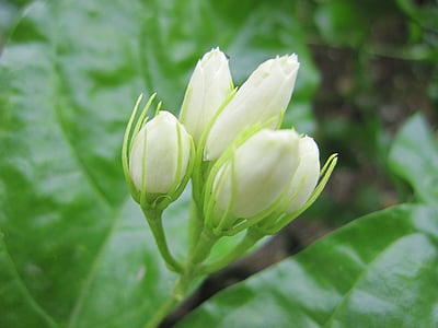jasmine, flowers