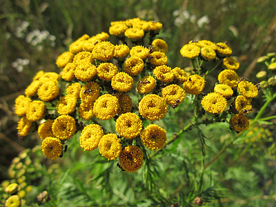 tanacetum vulgare, tansy, common tansy, bitter buttons, cow bitter, golden buttons, wildflower