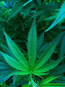 cannabis, hemp, factory, drug, nature, leaf, plant