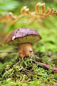 mushroom, forest, autumn, mushrooms, the collection of, nature, forest litter