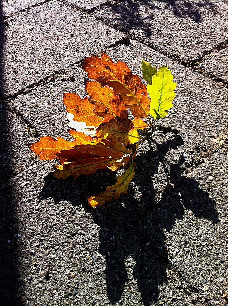 rudens, Oak leaf, atstāj, filiāle, krāsas, sezonas, rudens lapas