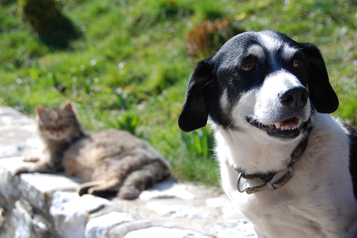 dog, cat, enmity, as dog and cat, animals, pets, friendship