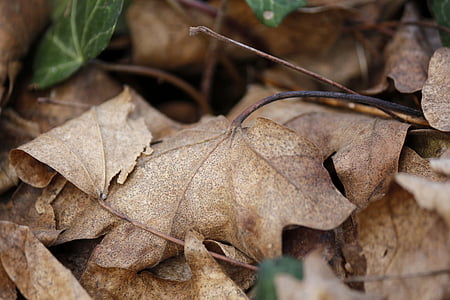 leaf, nature, winter, autumn, brown, dry, season
