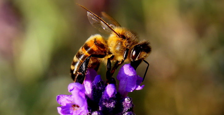 Pszczoła, Lawenda, owad, Natura, żółty, zwierząt, skrzydło