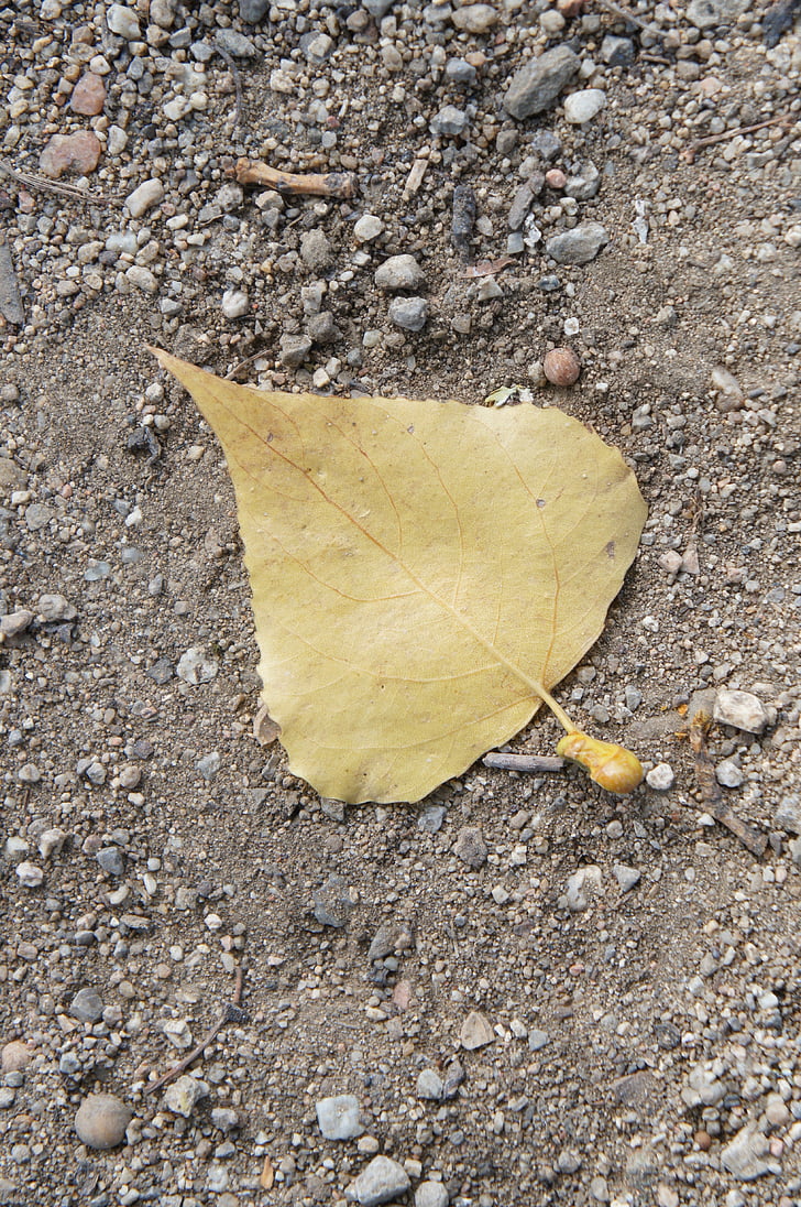 κοστούμι, κίτρινο φύλλο, στο έδαφος, έδαφος, ένα πεσμένο, πέτρες, πτώση
