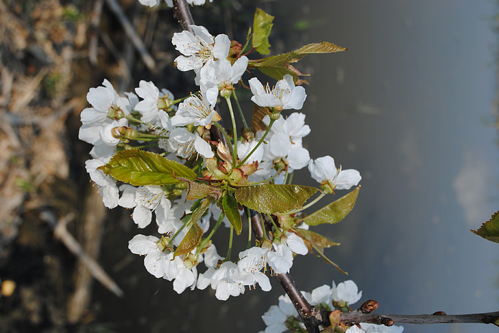 natur, forår, træ, Cherry blossom