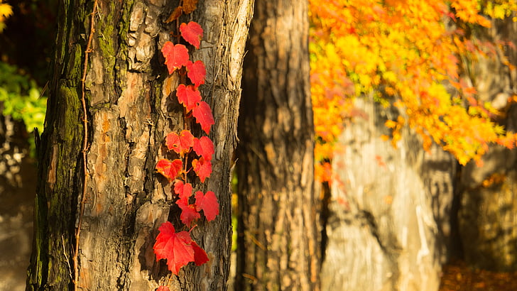 Herbst, Blätter im Herbst, rot