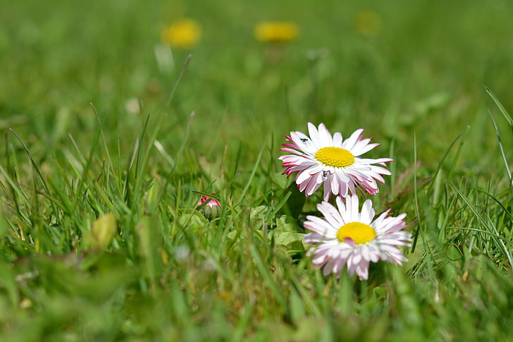 Daisy, prästkragar, gräs, blommor, äng, små blommor