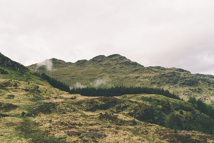 zaļa, Skotijas kalnieni, attēls, meža, kalns, koks, nogāzes