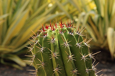 kaktus, vlečka, pichľavé, rastlín, tŕň, Desert, Príroda