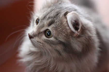 kočka, šedá kočka, čenich, Domácí zvířata, kočka domácí, zvířecí motivy, zvířecí chlupy