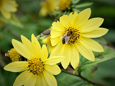 Biene, Blüte, Bloom, in der Nähe, Blume, Insekt, bestreuen