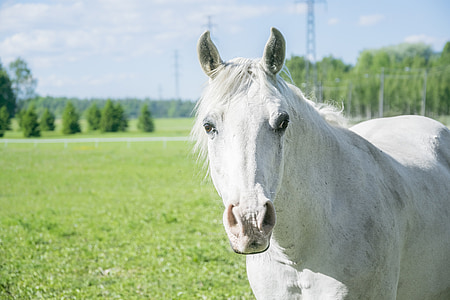 white, horse, field, animal, farm, mammal, stallion