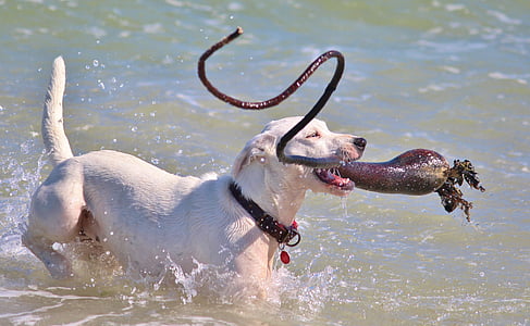 câine, bastoane, activ, apa, juca, distractiv, prelua