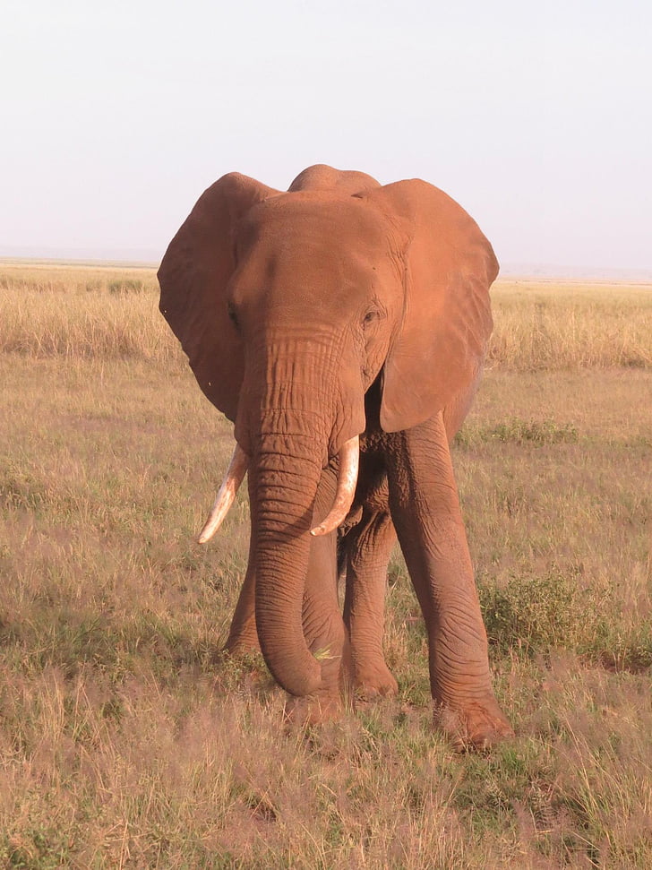 slon, Kenija, Afrika, prosto živeče živali, narave, afriške, Safari