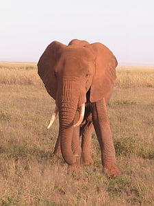 elefant, Kenya, Afrika, dyreliv, natur, afrikanske, Safari