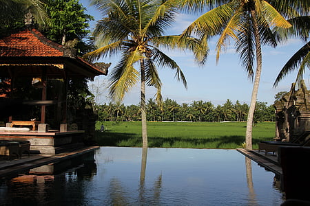 Bali, Indonesia, piscina, Palmas, complejo, vacaciones