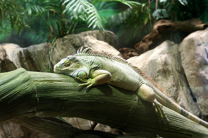 Iguana, dyr, natur, ro, dyr verden, Zoologisk hage, Reptile