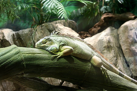 Iguana, djur, naturen, stillhet, djurvärlden, zoologiska trädgårdar, reptil
