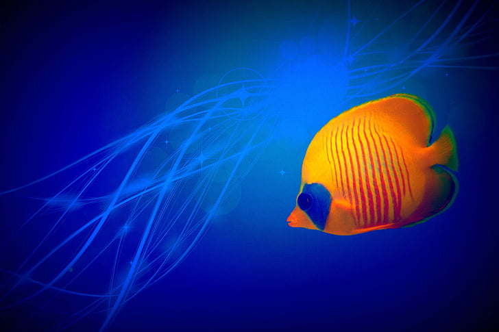 kleine Fische, tropische, abstrakt, Farbe, Hintergrund, Blau, Desktop