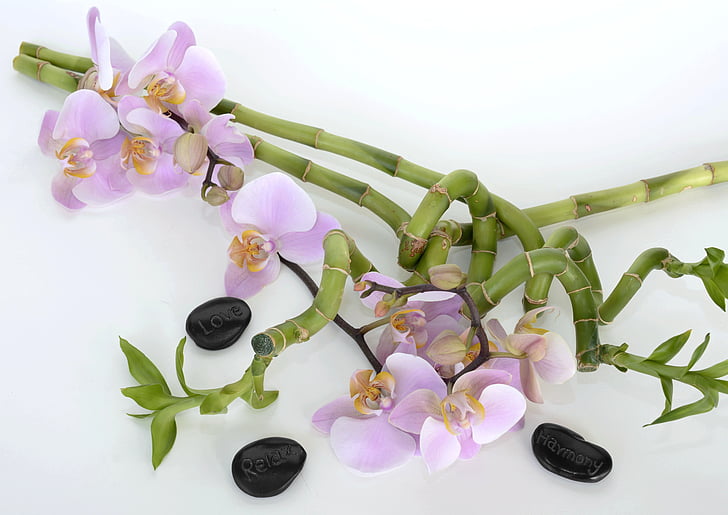 orchidea, fiore dell'orchidea, bambù, bambù di fortuna, relax, recupero, equilibrio