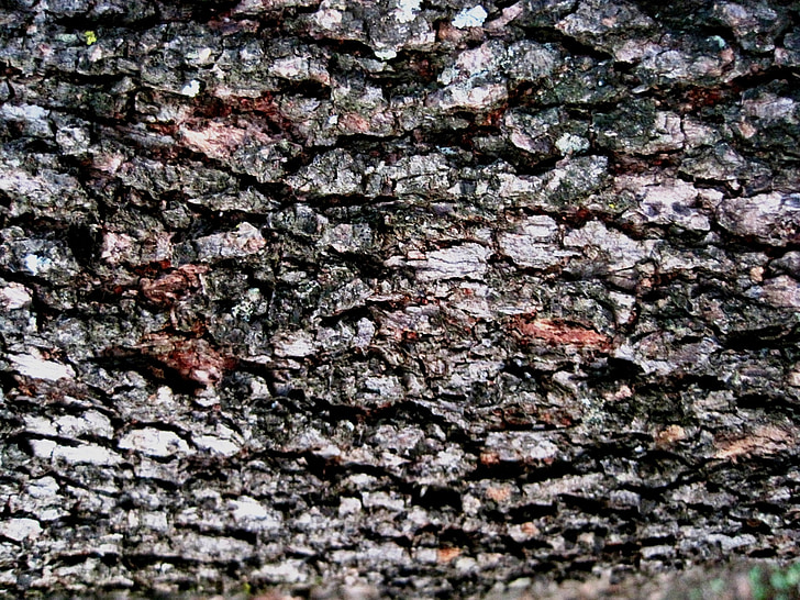 kůra, strom, drsné, texturou, vzorované, červená hnědá hnědá