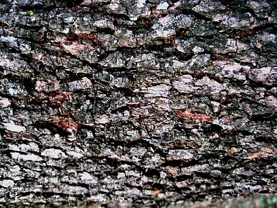 casca, árvore, áspero, texturizado, modelado, castanhos castanhos vermelho