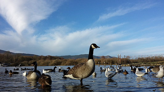 canada geese, lake, ducks, geese, waterfowl, wildlife, birds