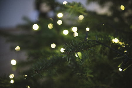 Thiên nhiên, lá, màu xanh lá cây, đèn chiếu sáng, tối, Bokeh, Giáng sinh