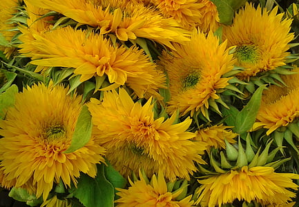Slunečnice, květiny, žlutá, květ, Bloom, Příroda, Flora