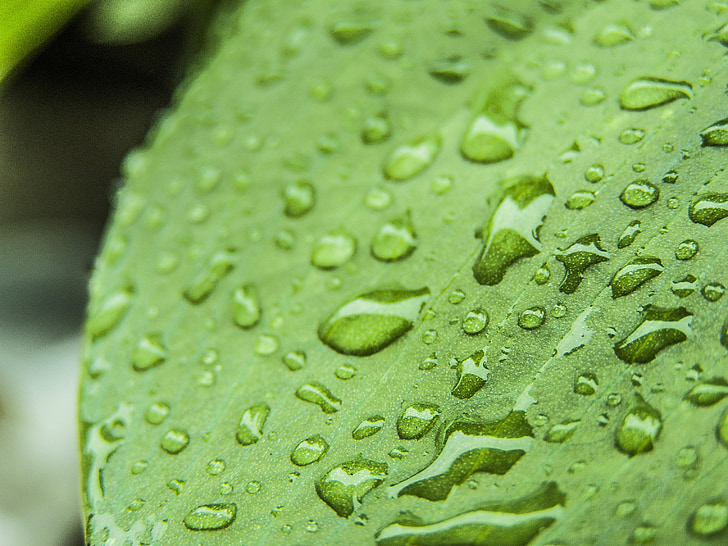 egy vízcsepp, lombozat, eső, zöld, esőcsepp