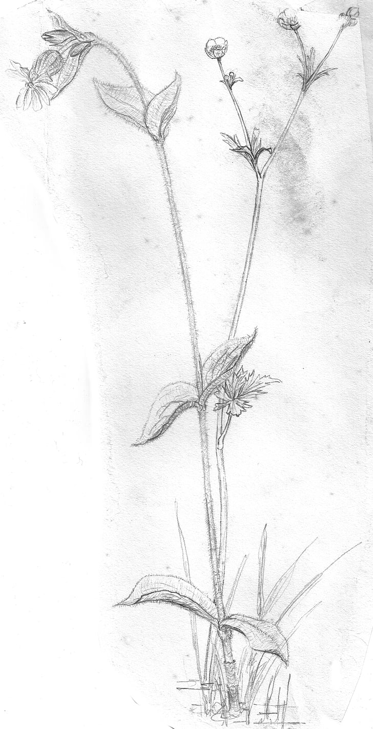 Hibiscus flower sketch, wild plant pencil drawing - Stock Illustration  [62917819] - PIXTA