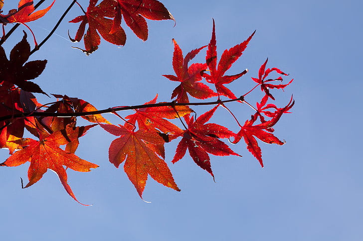 javor, jeseni, listov, rdeča, listi, barvanje, svetlo