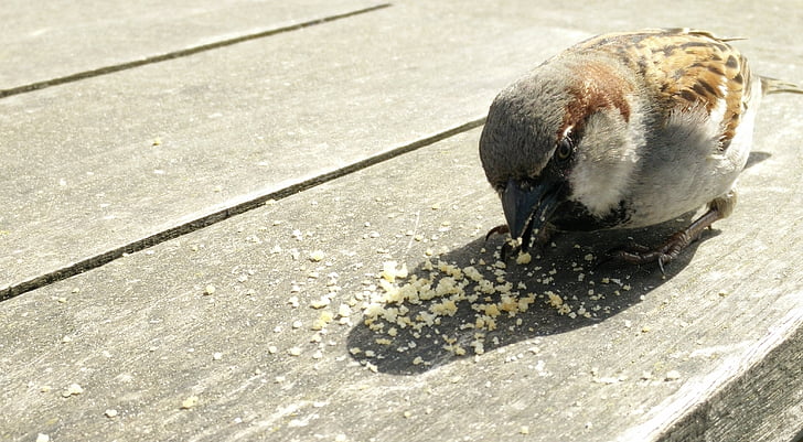 mus, bird, crumbs, bread, carry, sparrows, beak