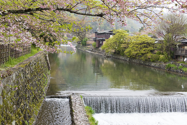 sakura, river, kyoto, cherry, tree, japan, blossom