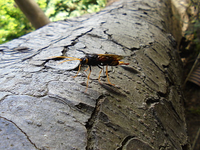 insect, tree bark, bark, nature, wood, brown, trunk