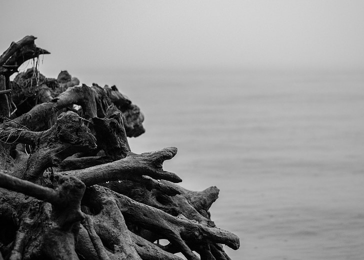wood, beach, black and white, coast, nature, fog