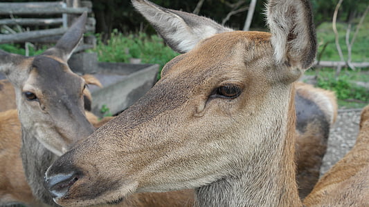 Red deer, kawanan, Hirsch, dunia hewan, hewan, ricke, alam