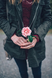 Kobieta, gospodarstwa, kwiat, różowy, Róża, trzymając kwiat, ręce
