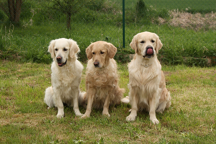 chiens, Golden retriever, Pack