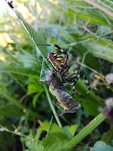web, macro, grass, nature, striped, toxic, crusader striped