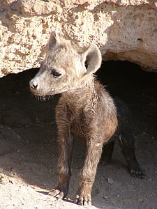 hyena, baby, curious, taster