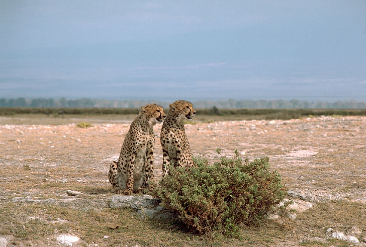 gepardy, mačky, dve, dvojica, veľký, divoké, posedenie