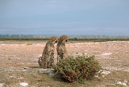 cheetahs, mèo, hai, Cặp, lớn, hoang dã, ngồi