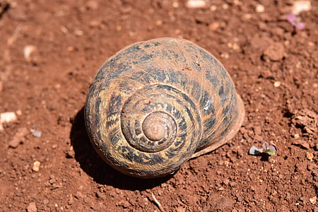 shell, earth, snail, spiral, close, nature, sun