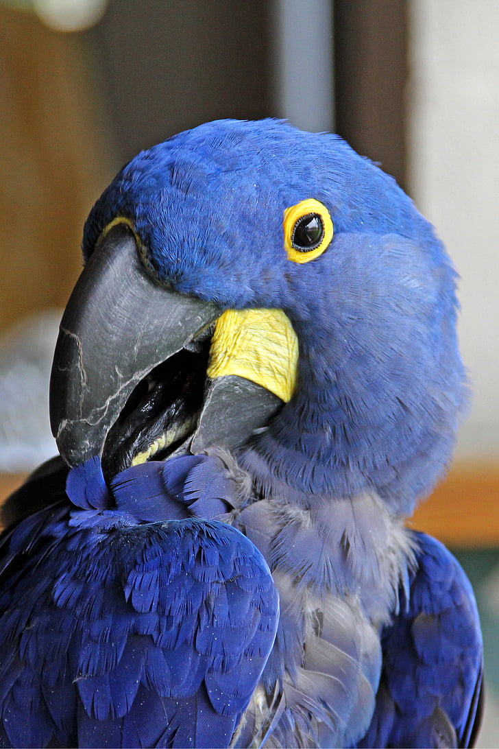 parrot, blue, animal, head, beak, bird, feather