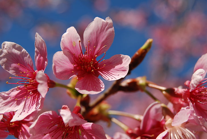 цветок, Цветение сакуры, 櫻 розовый цветок, природные, вишня, 桵 цветы, розовые цветы