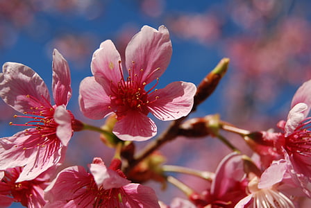 квітка, Вишня цвітіння, 櫻 рожева квітка, Природні, Вишня, 桵 квіти, рожеві квіти